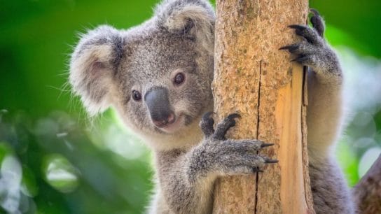 Australia Has Lost a Third of Its Koala Population in Just Three Year’s Time