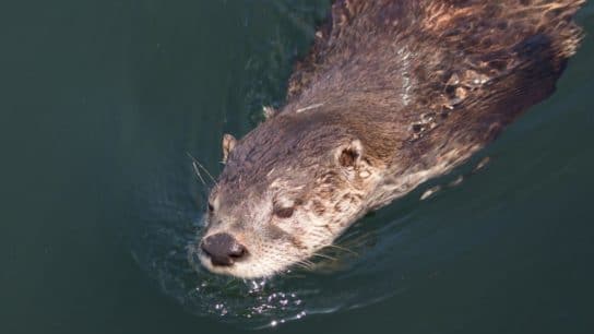 North American River Otter Spotted in Detroit River in First Sighting in 100 Years