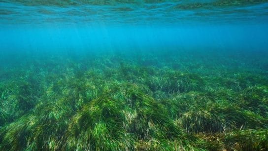 World’s Biggest Plant Discovered Off Australian West Coast