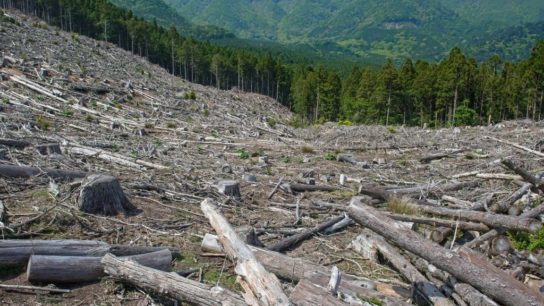 International Day of Forests: 10 Deforestation Facts You Should Know About