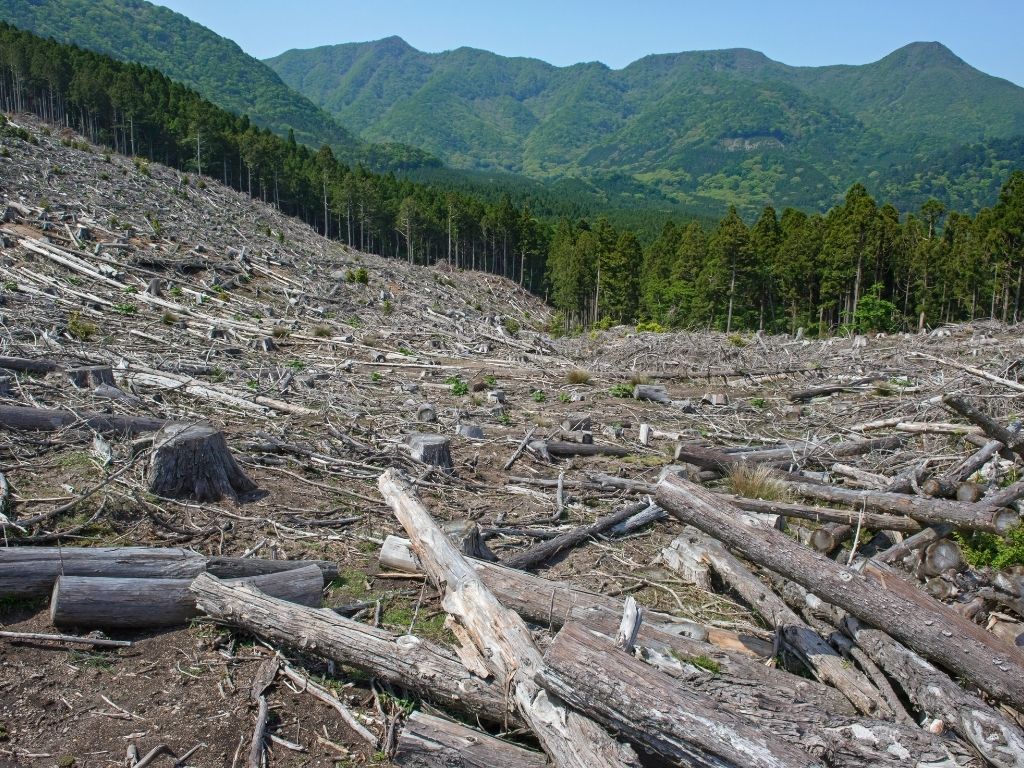 International Day of Forests: 10 Deforestation Facts You Should Know About