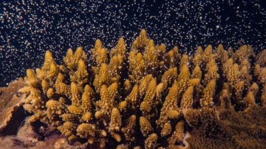 The Great Barrier Reef “Gives Birth” in Massive Coral Spawning Event