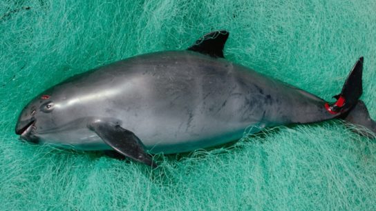 2021: The Year That Could Save or Kill the Vaquita