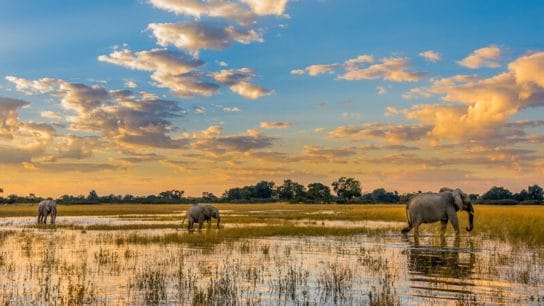 Prince Harry, Leonardo DiCaprio Join Calls to End Oil Drilling in the Okavango River Basin