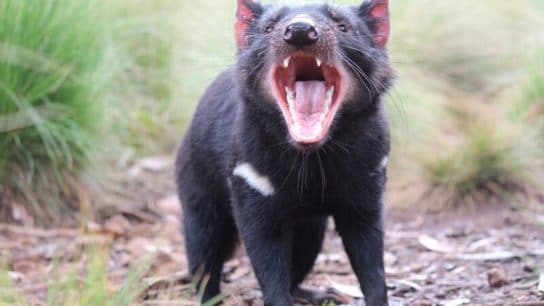First Tasmanian Devil Joeys Born on Mainland Australia in the Wild in 3 000 Years