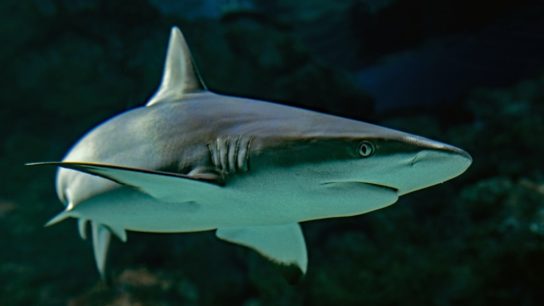 Hong Kong’s Distressing Role in the Global Shark Finning Trade