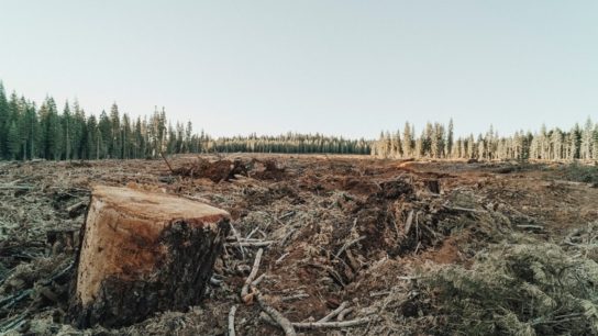 Brazil’s Beef and Soy Exports to the EU Linked to Illegal Deforestation- Study 