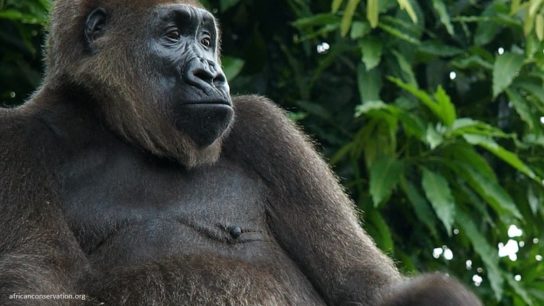 Cameroon Approves Logging Concession That Will Destroy Gorilla Habitat