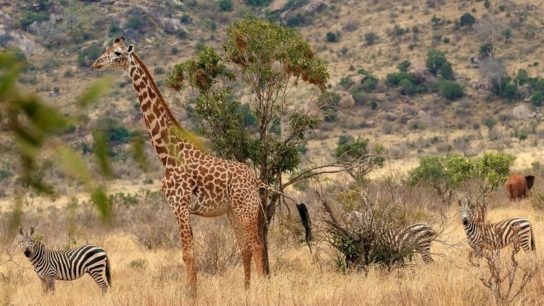 Fires in Kenya Have Devastated the Tsavo National Park