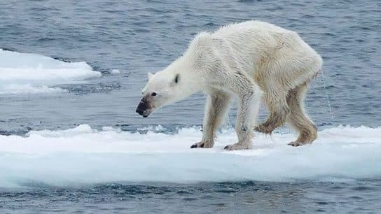 Polar Bears at Risk of Starvation as Arctic Ice Sheets Melt, Scientists Warn