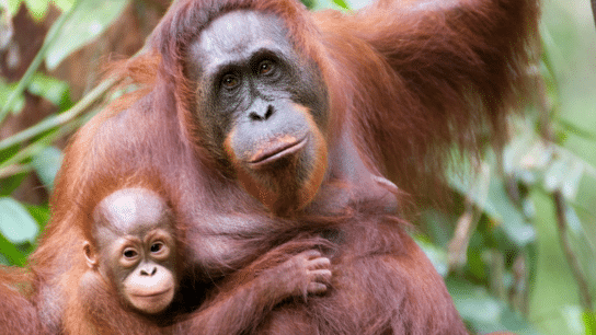 11 Fun Facts Facts about Orangutans