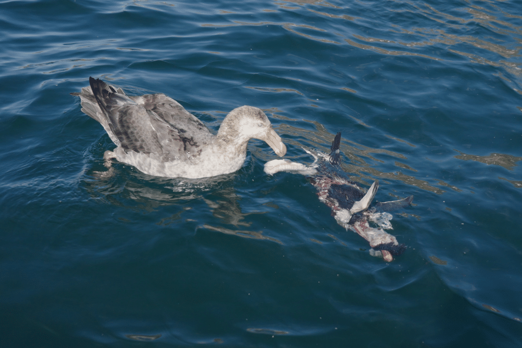 A Southern giant petrel eats the carcass of a penguin near Cooper Bay, South Georgia, on November 16, 2023.