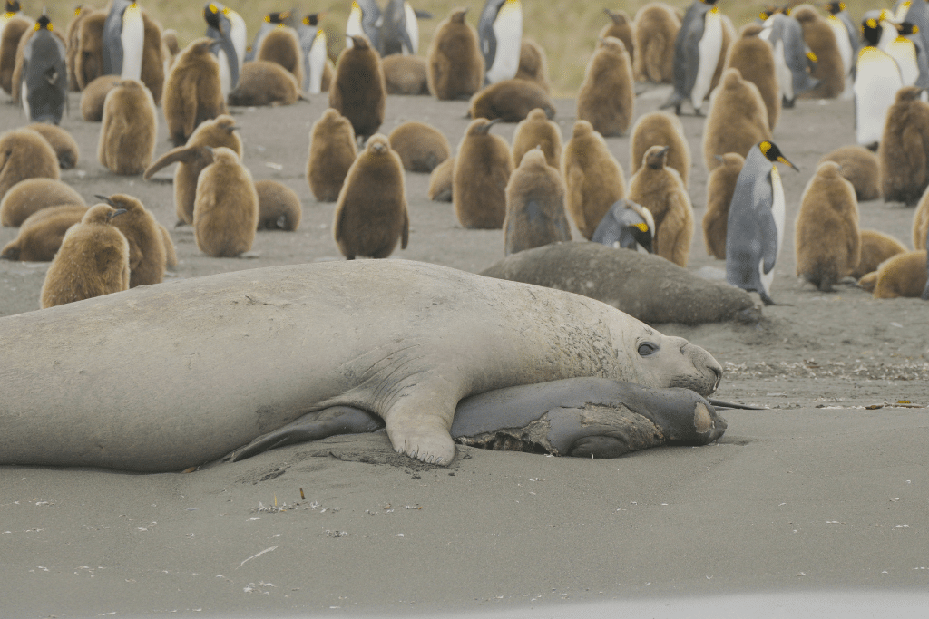 EXCLUSIVE: In Pictures – Avian Flu Ravages Seal Populations in Sub-Antarctica; Penguins Could Be Next