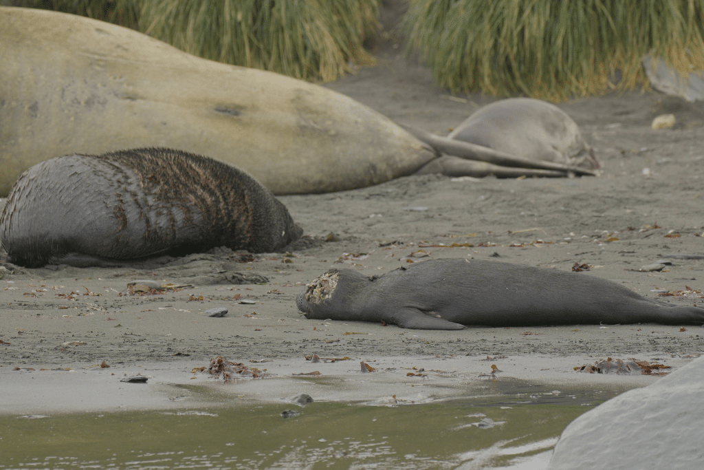 Dead seals on a beach in Gold Harbour, South Georgia, on November 17, 2023.