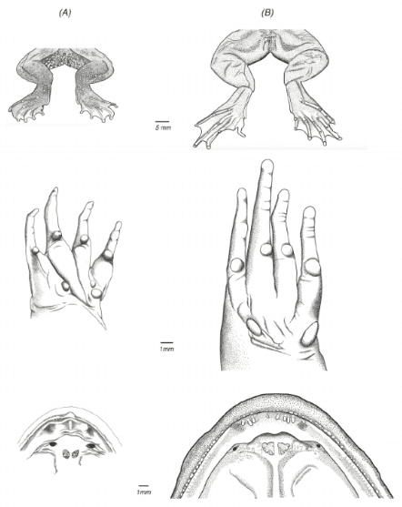 An illustration of the legs, hand and upper jaw of (A) Lankanectes corrugatus and (B) Lankanectes pera (illustration by Senevirathne, et al, (2018).