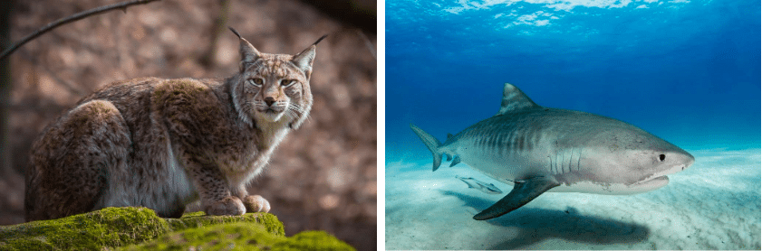 The Balkan lynx and the sand tiger shark are amongst the 14 new species to be listed under the CMS.