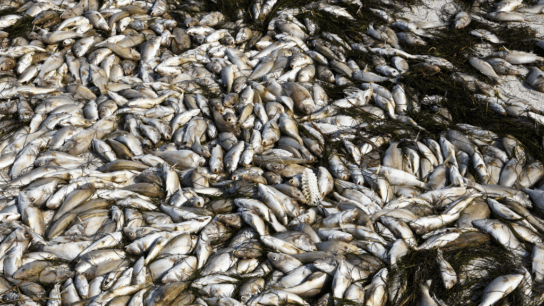 Toxic Algae Behind River Oder Mass Fish Die-Off, Researchers Say